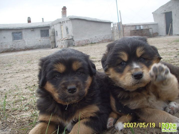 都说藏獒好,我们家乡的蒙古獒也不错的,