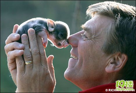 你没见过的英国茶杯大小的微型猪(组图)-家有宠