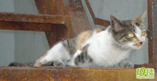 只有3只脚脚的可怜猫猫再过一个礼拜就可以出