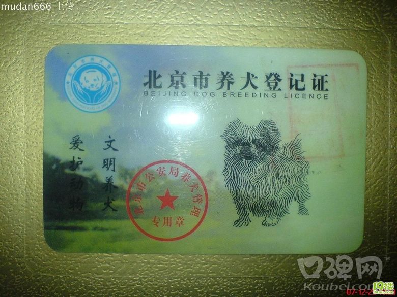 专业办理北京城区大狗狗证,北京代办狗证.爱犬