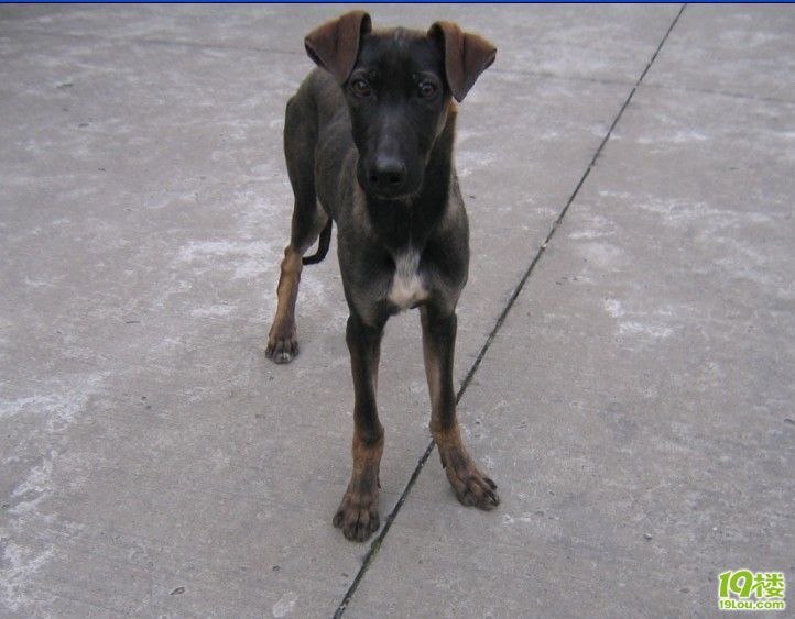 出售意大利灵缇一只,四个月小公.-宠物相关交易