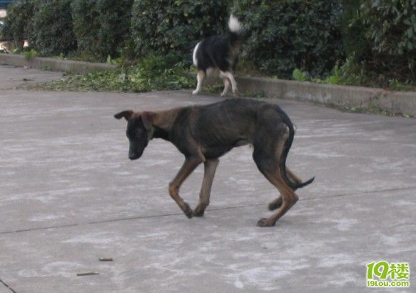 出售意大利灵缇一只,四个月小公.-宠物相关交易