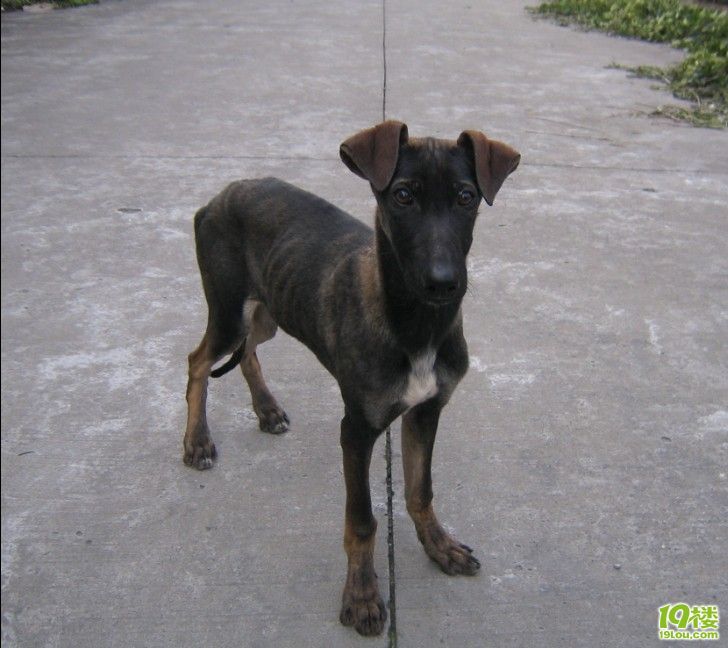 出售意大利灵缇一只,四个月小公.-宠物相关交易