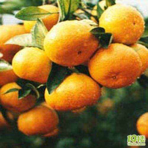 外地人怎么进杭州水果批发市场批发自己的水果