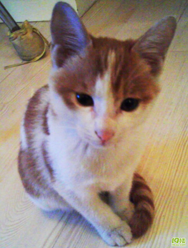 showshow我同事捡来的猫米(照片不断更新中)