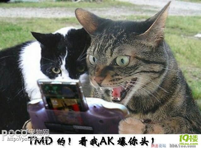 搞笑宠物图-家有宠物-杭州19楼