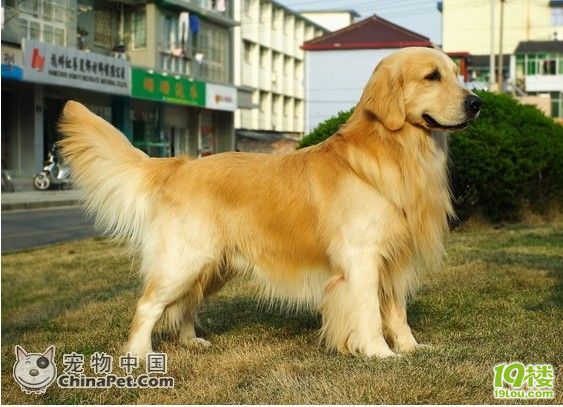 出售高品质金毛幼犬最漂亮的1只母狗~~!-宠物