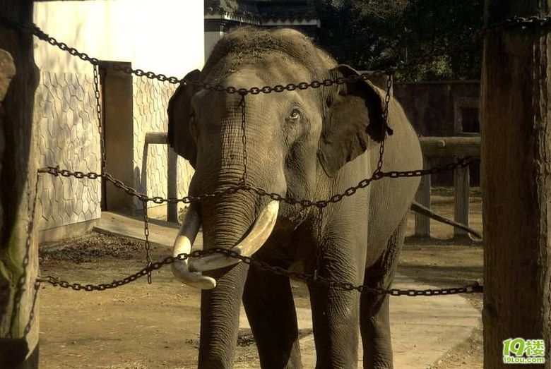 求助:现在到杭州动物园门票多少 能否打折-休闲