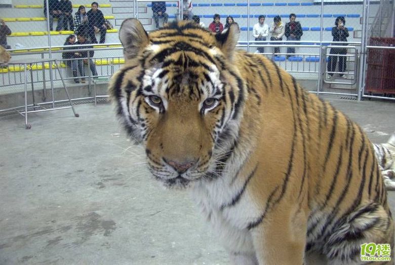求助:现在到杭州动物园门票多少能否打折