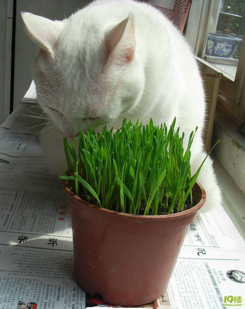 猫草.猫.猫猫爱吃猫草-家有宠物-杭州19楼