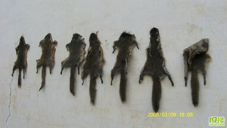 大喇叭开始广播啦!!