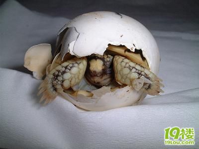 ZT可爱小海龟诞生全过程-转贴之王-杭州19楼