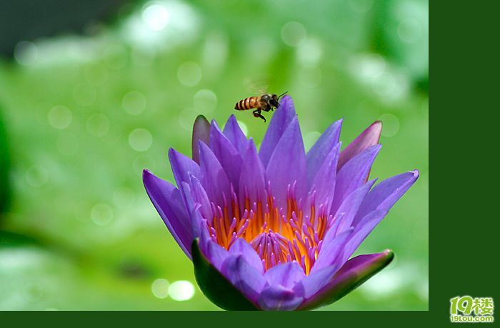 爱莲说-养眼搞笑-杭州19楼