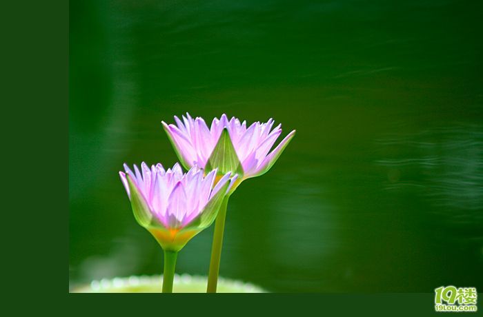 爱莲说-养眼搞笑-杭州19楼