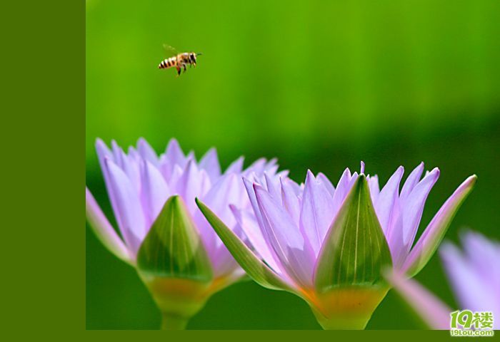 爱莲说-养眼搞笑-杭州19楼