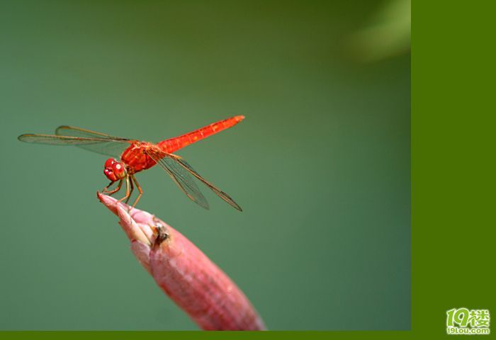 爱莲说-养眼搞笑-杭州19楼