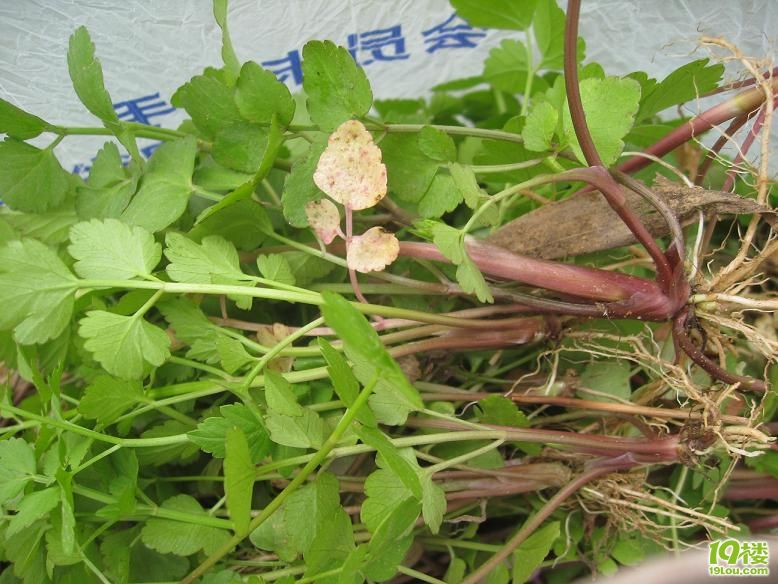杭州挖野菜 杭州哪里有的挖野菜啊-休闲总动员