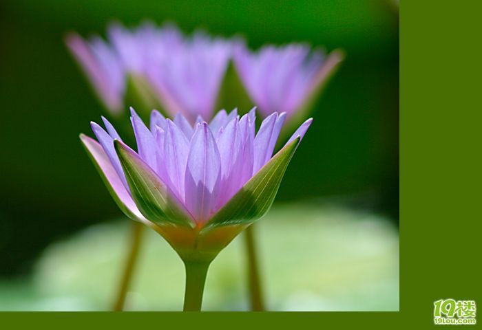 爱莲说-养眼搞笑-杭州19楼