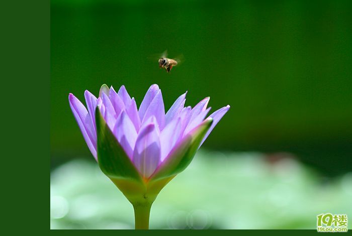 爱莲说-养眼搞笑-杭州19楼