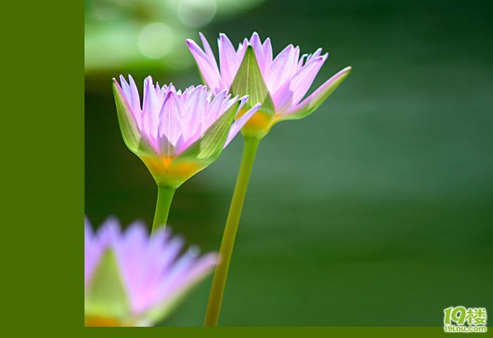 爱莲说-养眼搞笑-杭州19楼