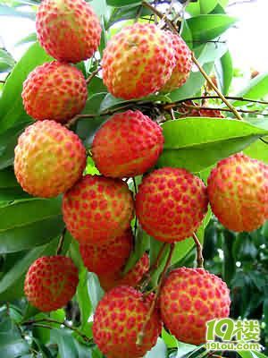 新鲜荔枝有没有上市类啊?去年刚好碰到生孩子