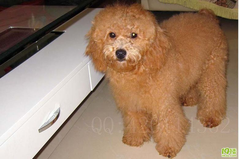 出售100%家养8个半月成年杏红色漂亮泰迪熊