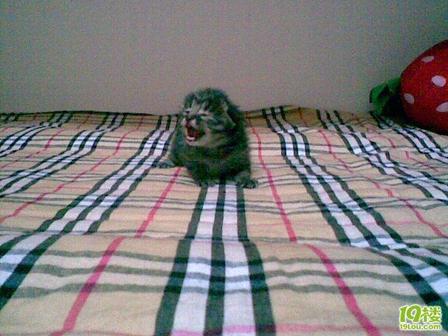 无名小猫找代理妈妈!(多图文跟踪报道,奶妈已有