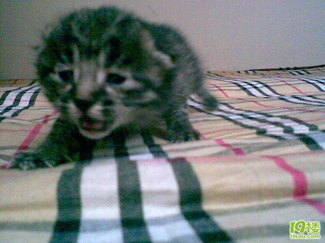 无名小猫找代理妈妈!(多图文跟踪报道,奶妈已有