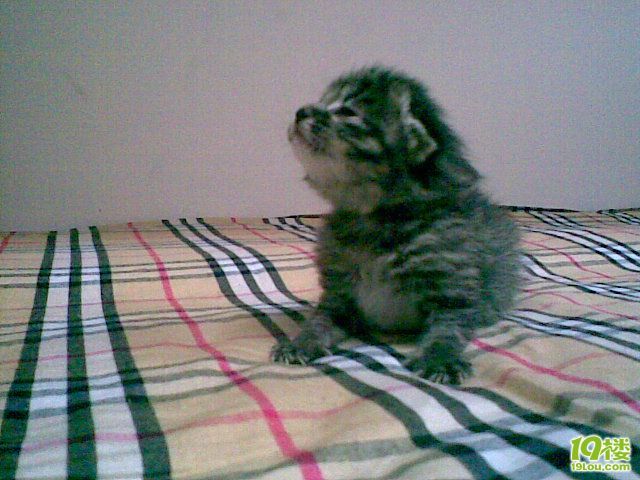 无名小猫找代理妈妈!(多图文跟踪报道,奶妈已有