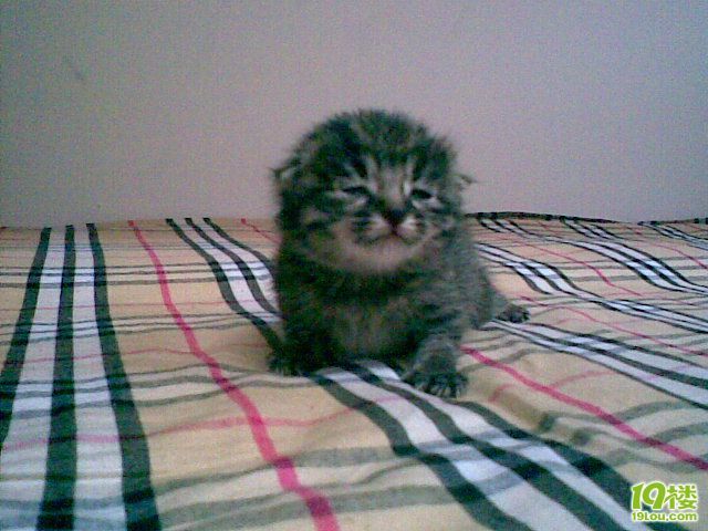 无名小猫找代理妈妈!(多图文跟踪报道,奶妈已有