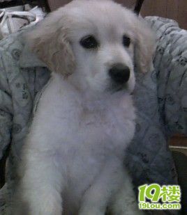 我们家小金毛MM需要办狗证 请求帮助-家有宠