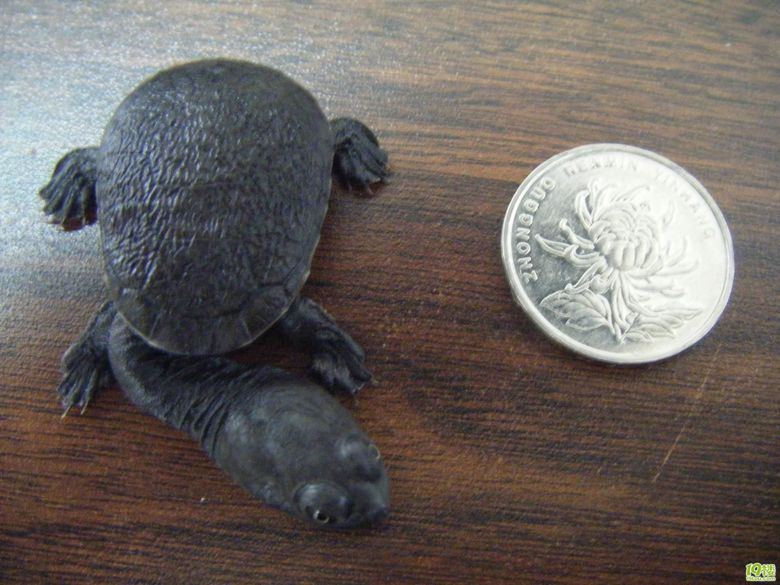 今天中午买的小长颈龟和蛋龟剃刀