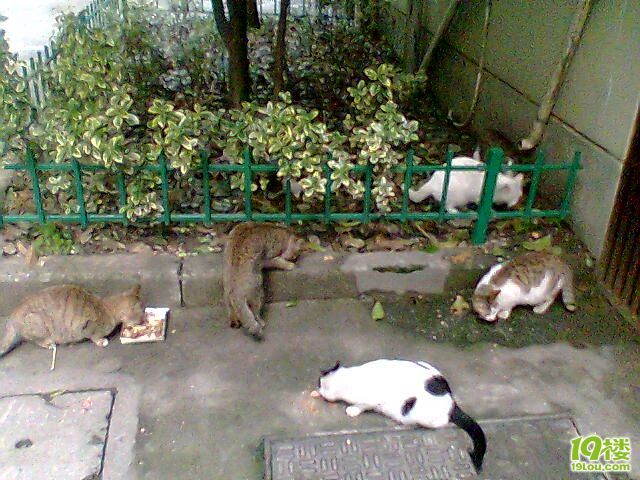 待领养猫米-家有宠物-杭州19楼