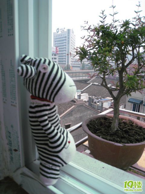 "二毛"诞生,晒不久前做的袜子娃娃-咖啡大教室-杭州19楼