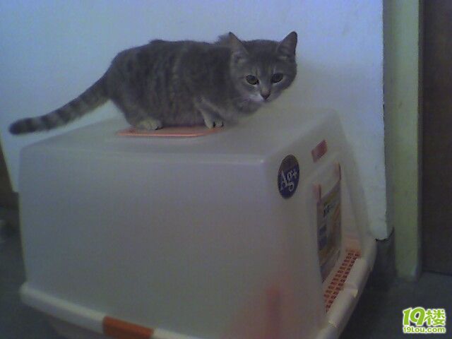 猫猫发情了怎么办(配种问题)-家有宠物-杭州19