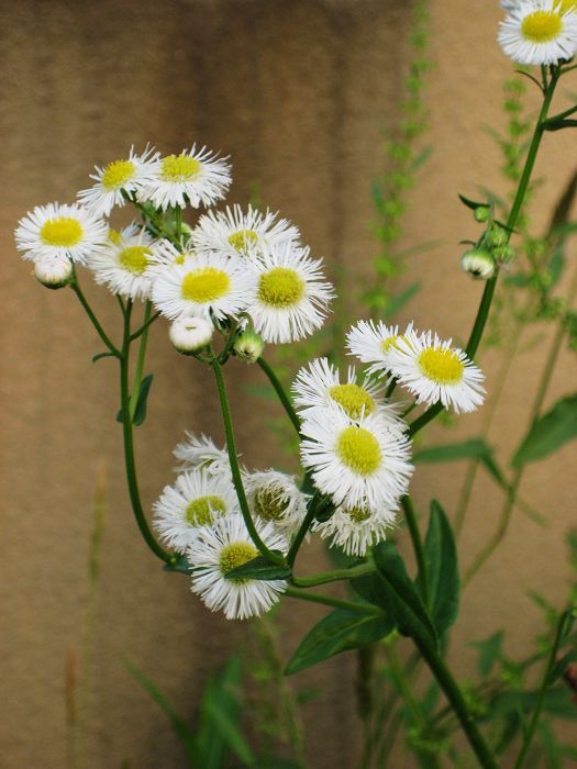 生命力很强的花-19摄区-杭州19楼