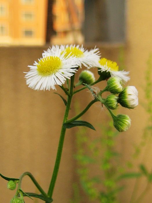 生命力很强的花-19摄区-杭州19楼