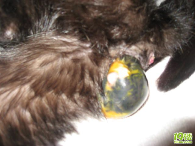 我家小猫生孩子的过程(有照片)