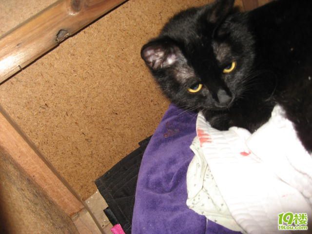 我家小猫生孩子的过程(有照片)-家有宠物-杭州