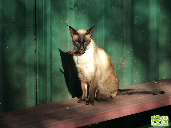 出售家养的泰国纯种暹罗猫,有人要吗 有 照片-