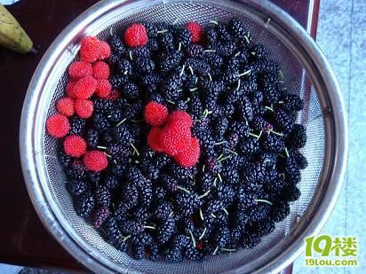 自己采的桑子和覆盆子-美食俱乐部-杭州19楼