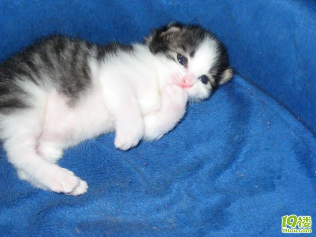 我 家的小柜子猫照片-家有宠物-杭州19楼