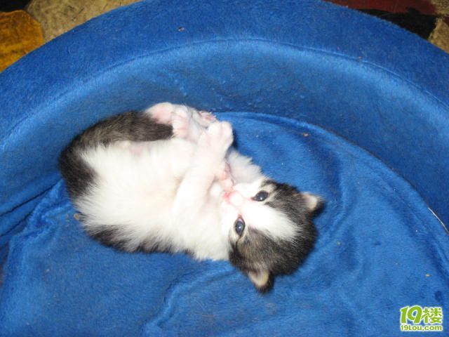 我 家的小柜子猫照片-家有宠物-杭州19楼