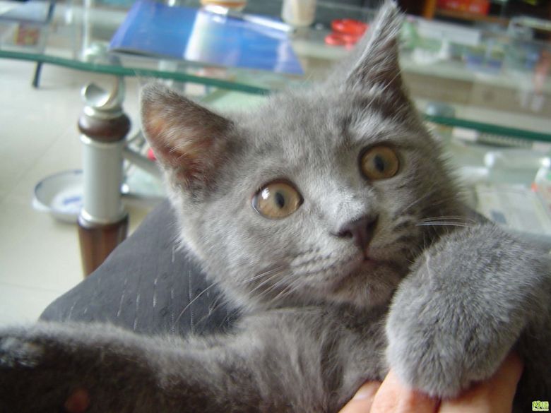 蓝色英短小猫待售中