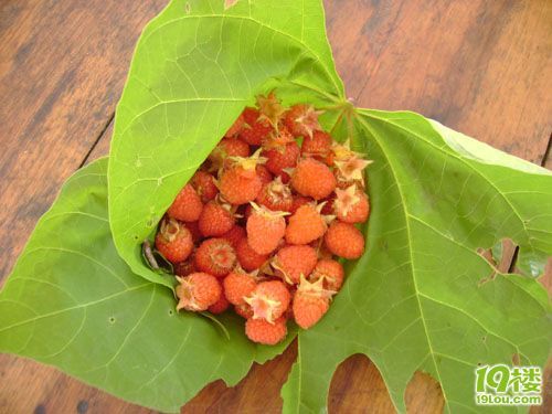 李子.杨梅.杏子采摘开始了-旅游商家自荐区-杭