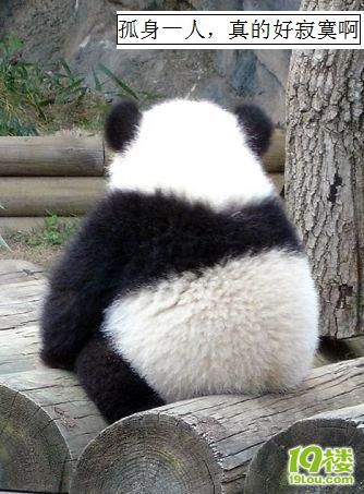搞笑可爱的熊猫!-养眼搞笑-杭州19楼