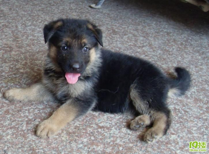 家养小德牧出售。(现36天，大狗有耳号)-宠物相关交易区-杭州19楼