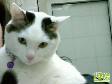 猫猫眼屎多-家有宠物-杭州19楼