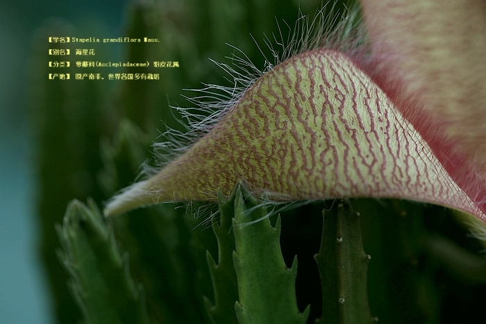 【大花犀角】-- 花开了-19摄区-杭州19楼