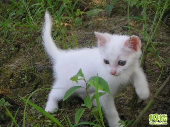 19楼领养的白色小猫眯回来亮相咯~!一起被领养